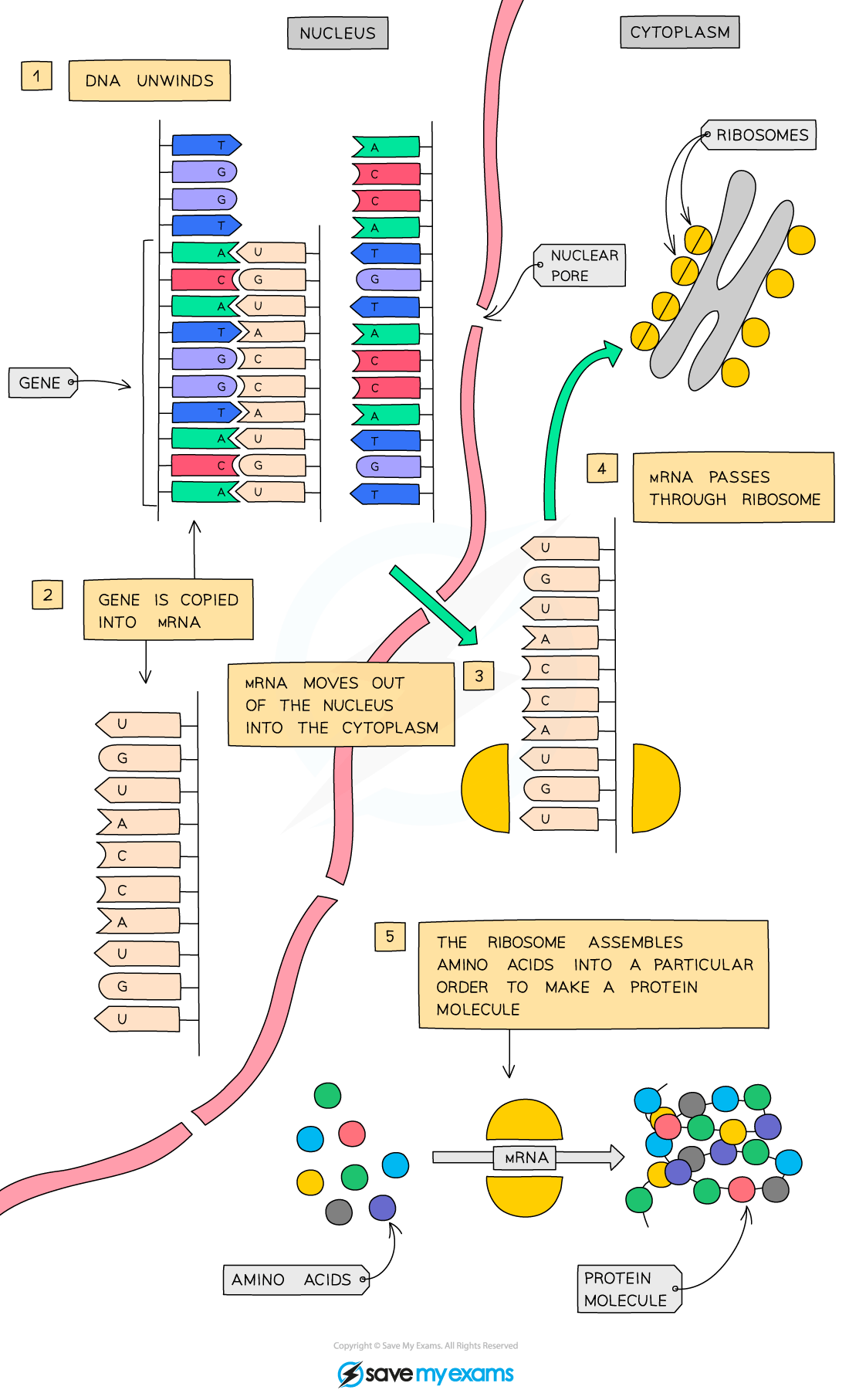 Protein-synthesis