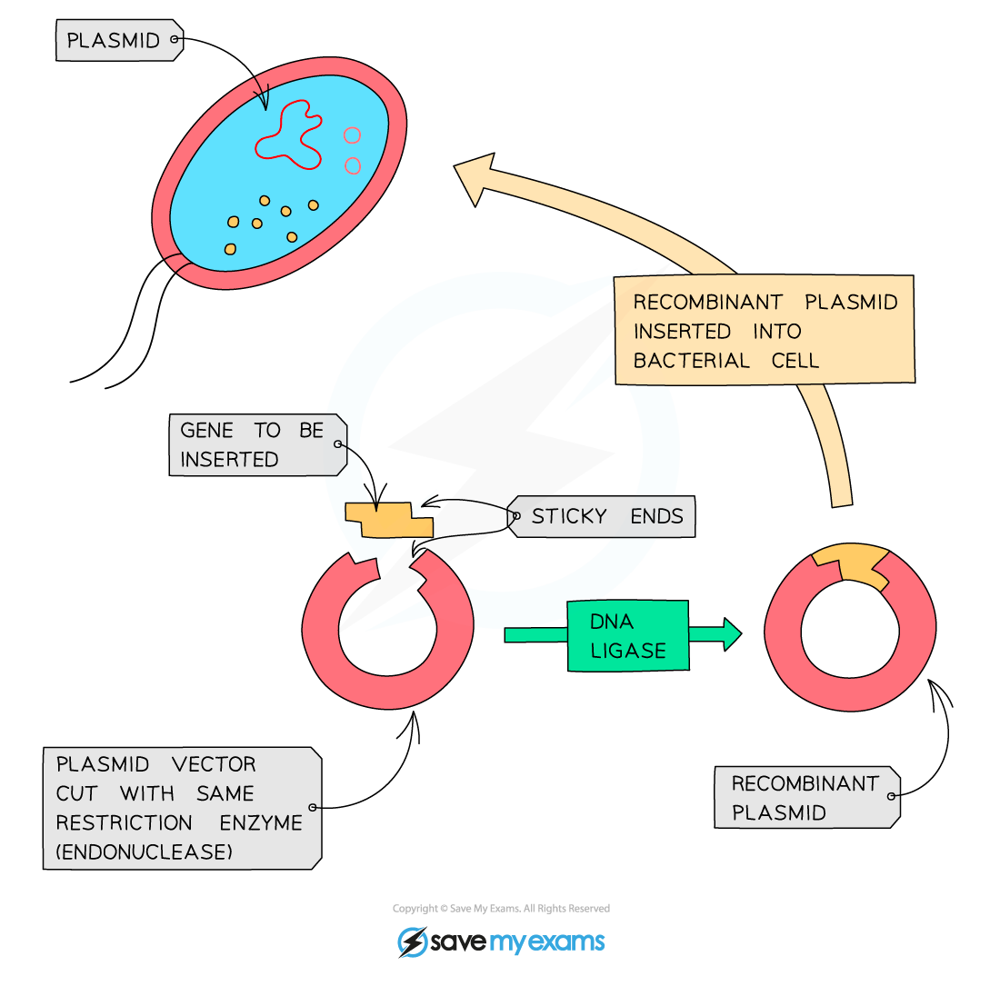 Recombinant-plasmids
