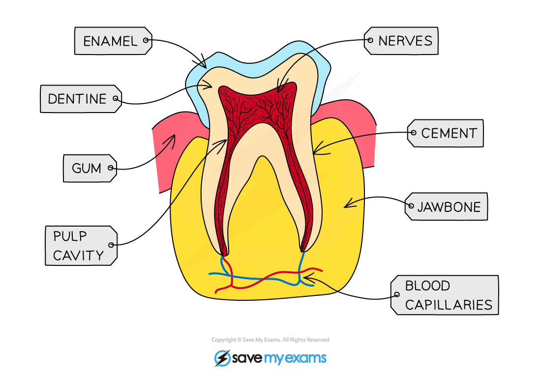 Structure-of-a-typical-tooth