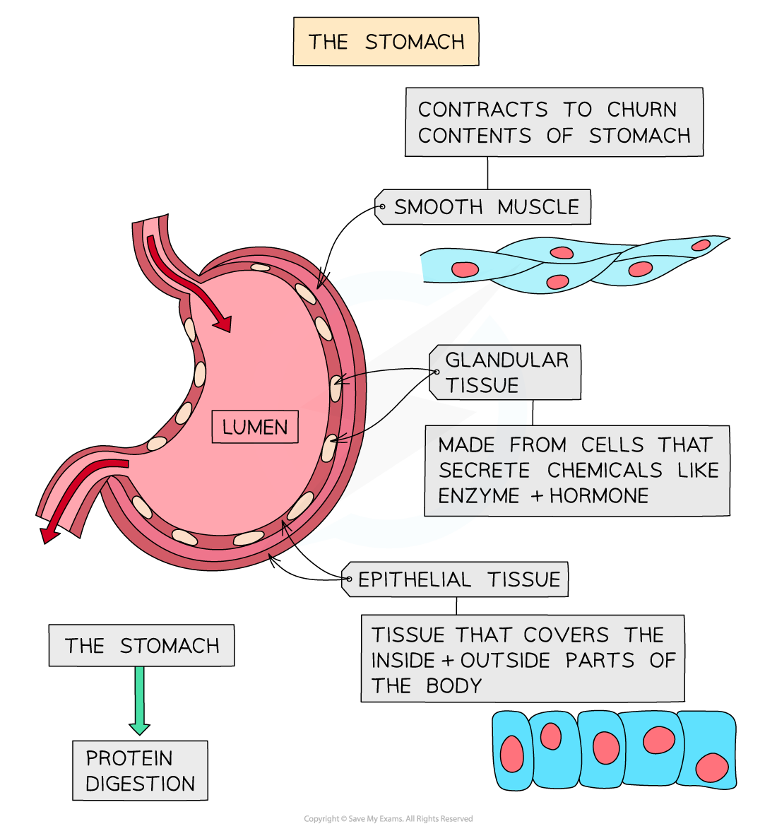The-Stomach