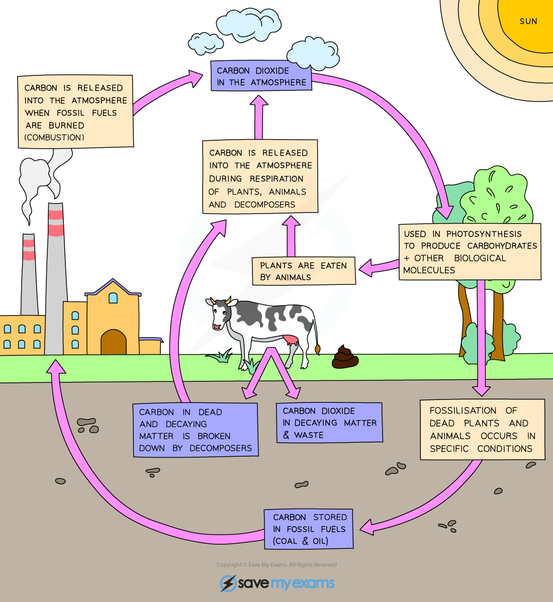 cie-igcse-biology-19-1-5-nutrient-cycles