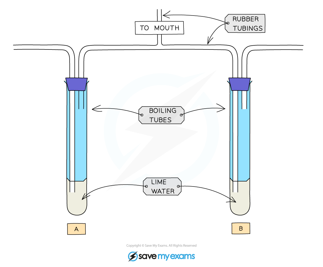 cie-igcse-biology-11-1-3-investigating-the-differences-in