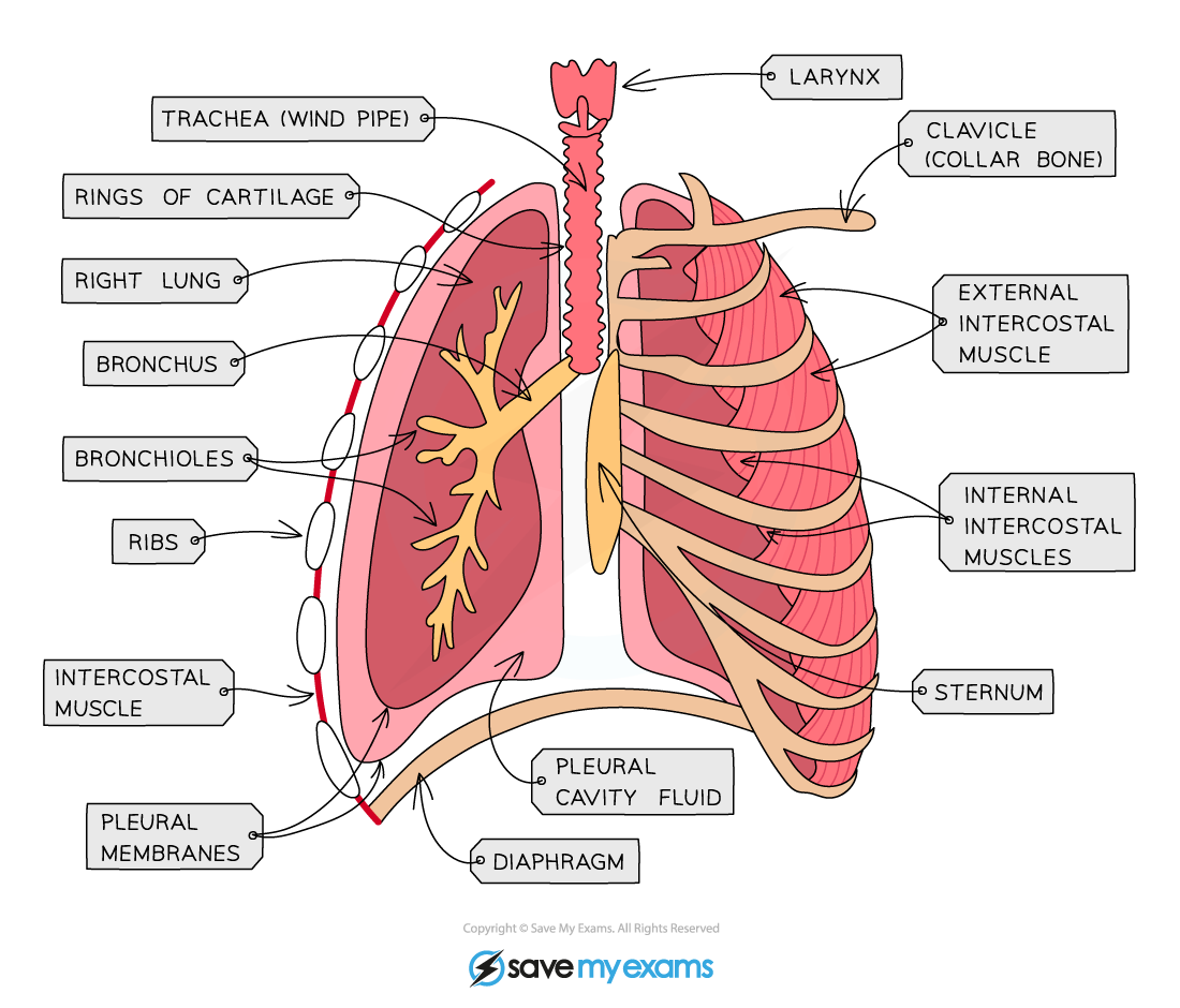 CIE IGCSE Biology 11 1 6 Identifying Intercostal Muscles Extended