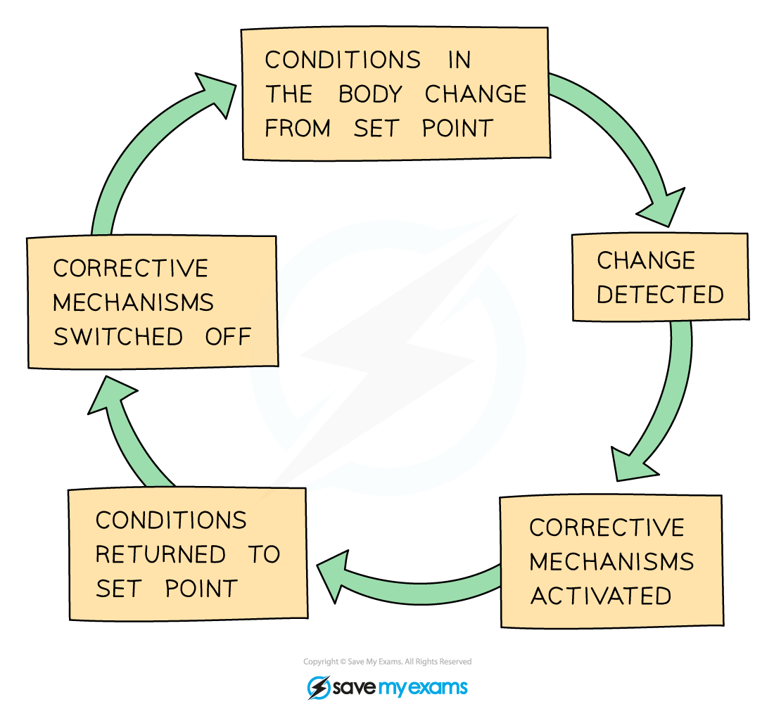 The-negative-feedback-cycle