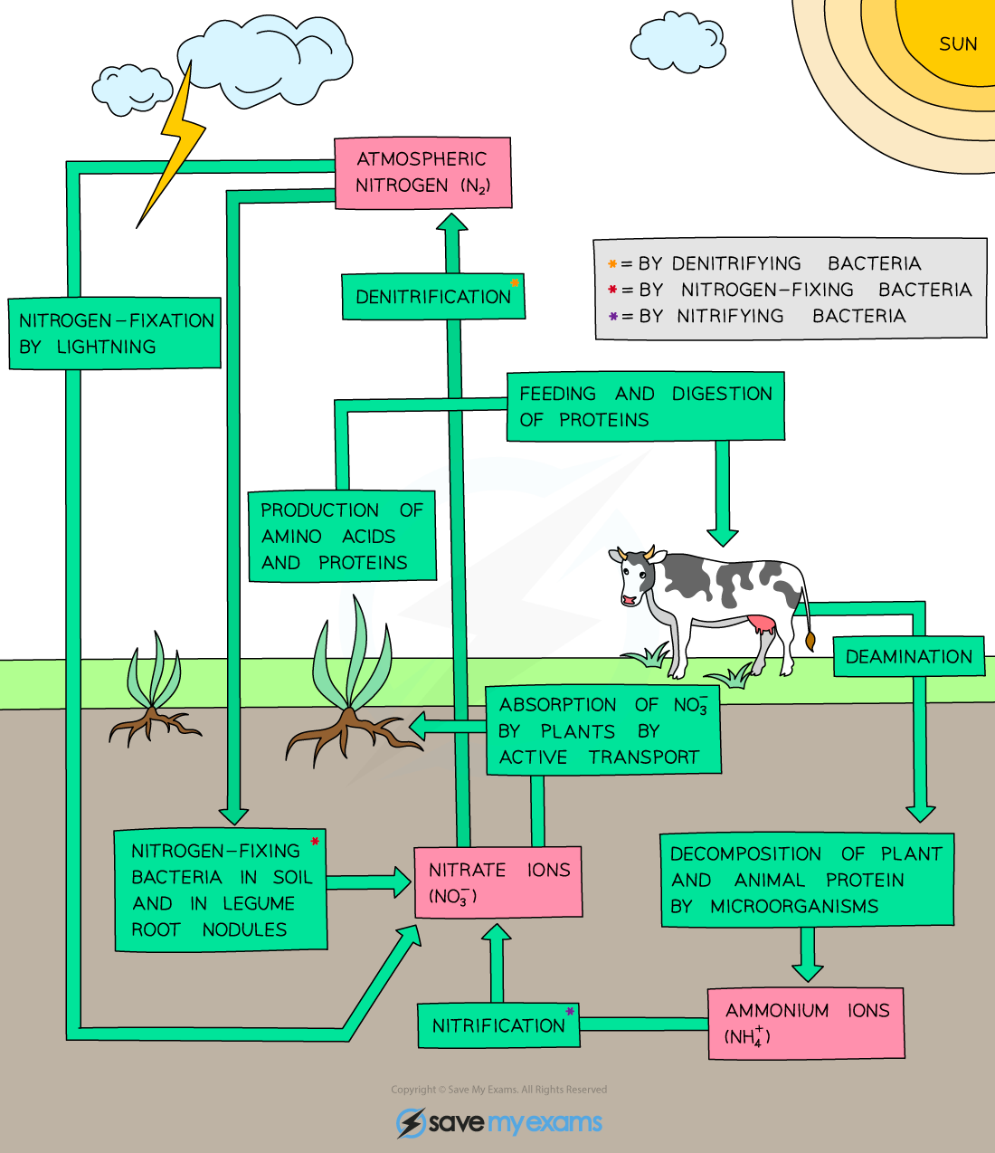 The-nitrogen-cycle