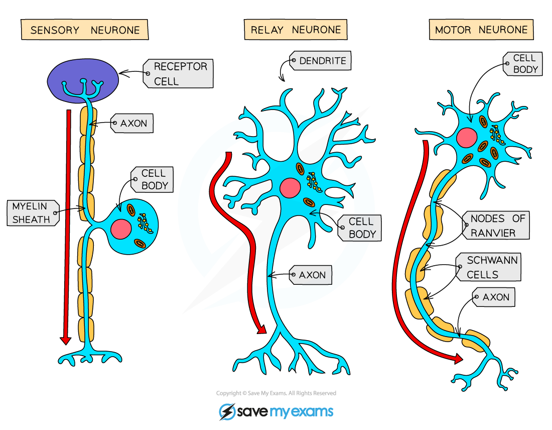 The-three-types-of-neurone