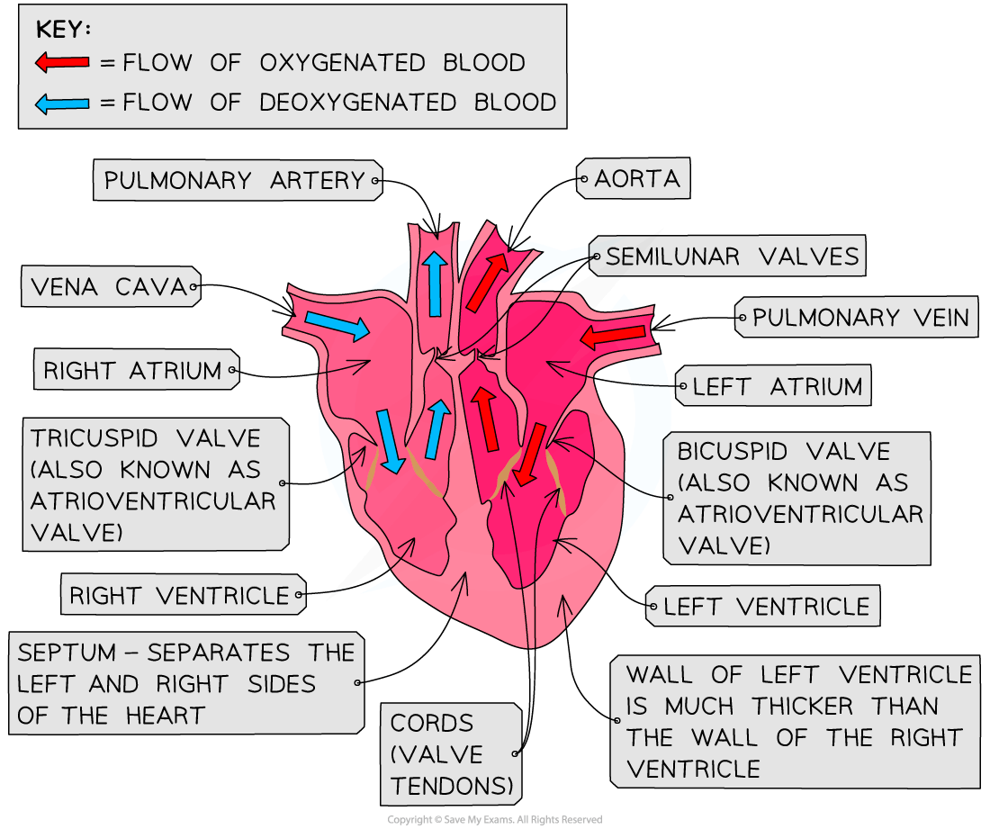 human-heart-structure