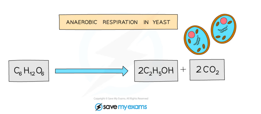 CIE IGCSE Biology 12 1 3 Anaerobic Respiration