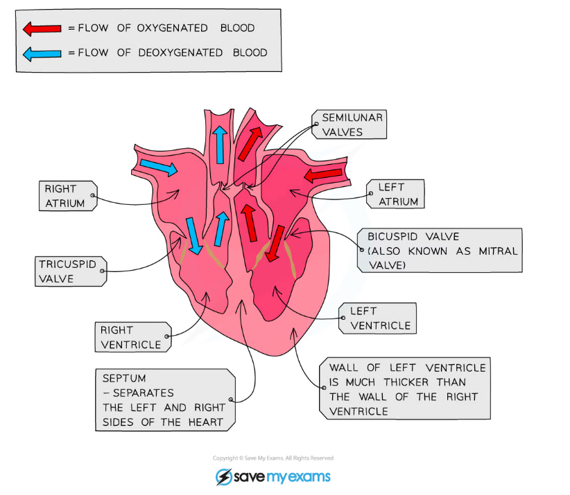 CIE IGCSE Biology 9 1 7 Identifying Structures In The Heart Extended