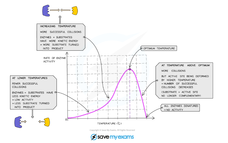 CIE IGCSE Biology 5 1 4 Enzymes Temperature Extended