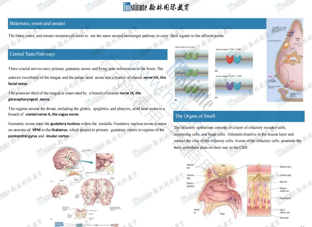 重磅！当代学霸备战Brain Bee生物赛事的“黑科技”，快来get独家获奖秘籍！