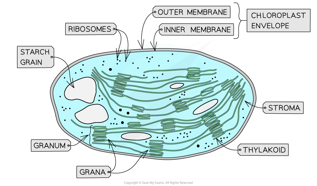 Chloroplast-structures