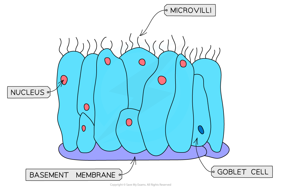 Ciliated-Epithelium-