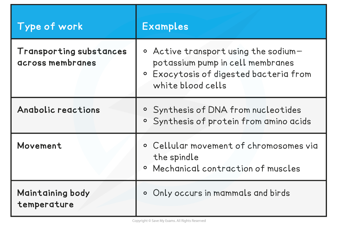 Essential-Work-Within-Organisms-Table