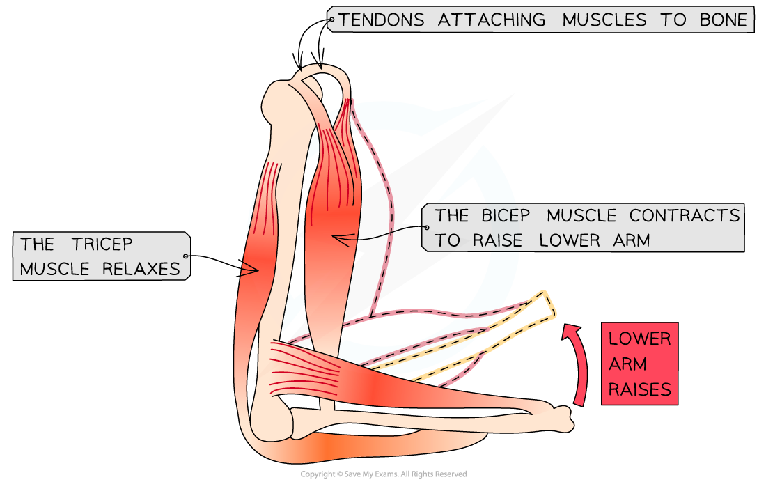 Muscle-pair