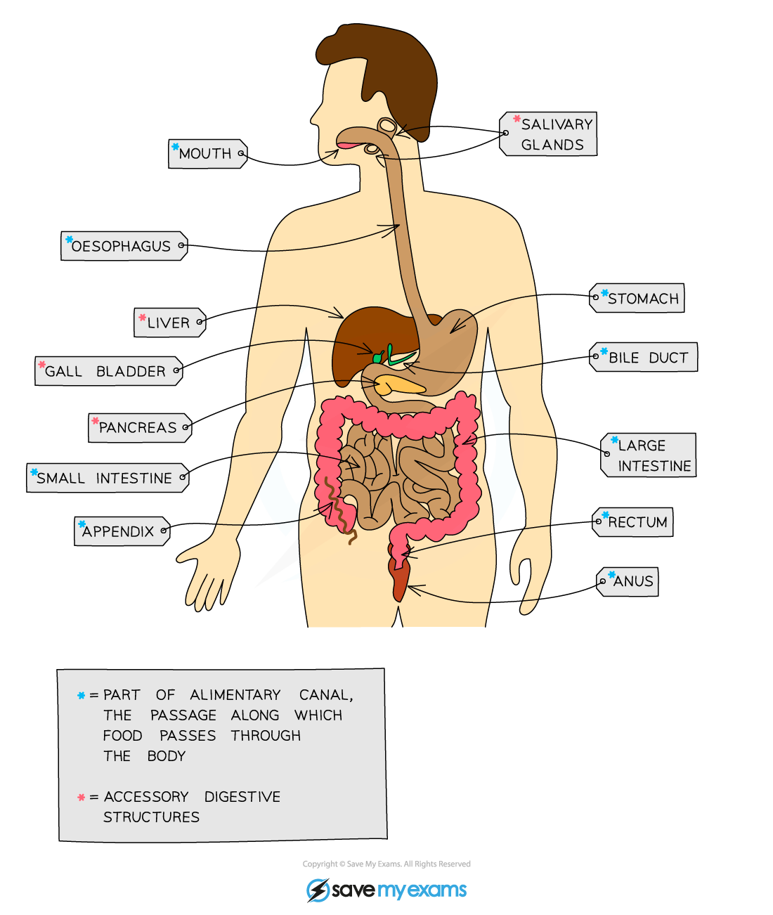 The-human-digestive-system