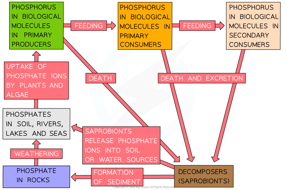 The-phosphorus-cycle