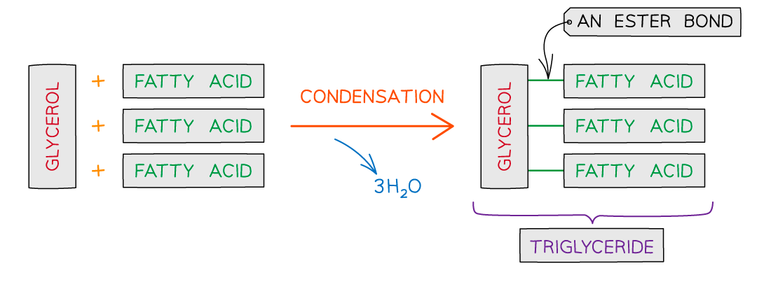 Triglycerides-Basics-Formation-of-a-triglyceride-2