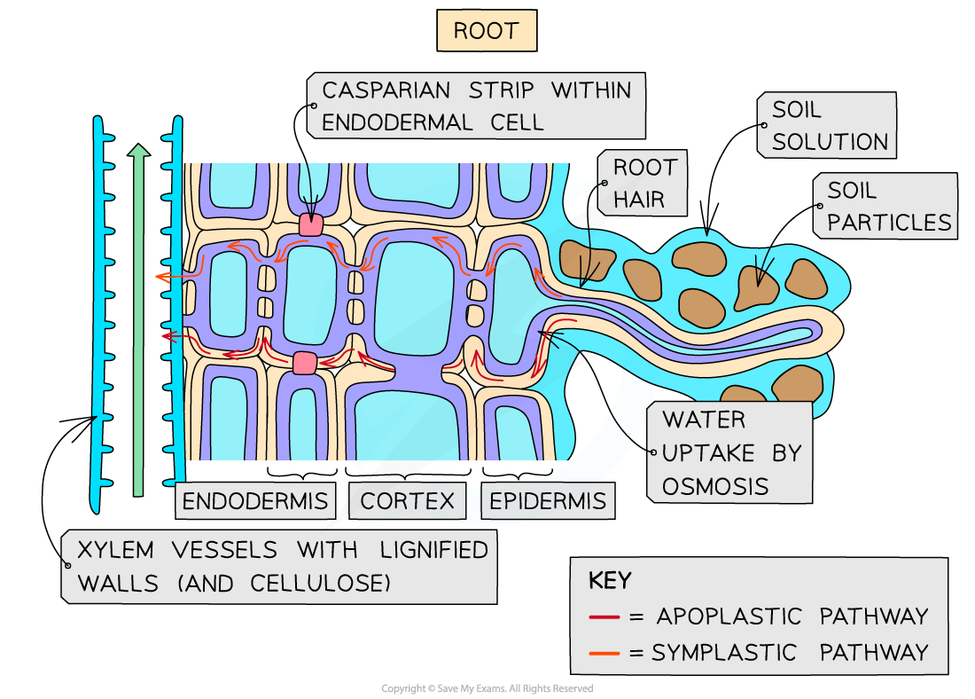 Water-and-Mineral-ion-transport