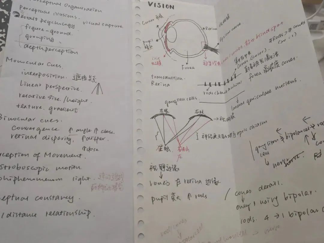 学员专访：托福85到110，6门AP满分，收获10+offers！我做了这些努力！