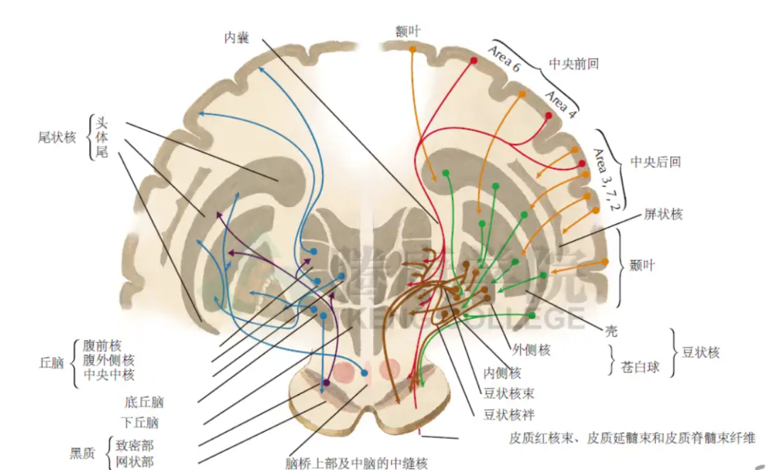 2025Brain Bee脑科学活动中国台湾进阶赛放榜！恭喜Raybet比分
学员摘得第一届首奖！