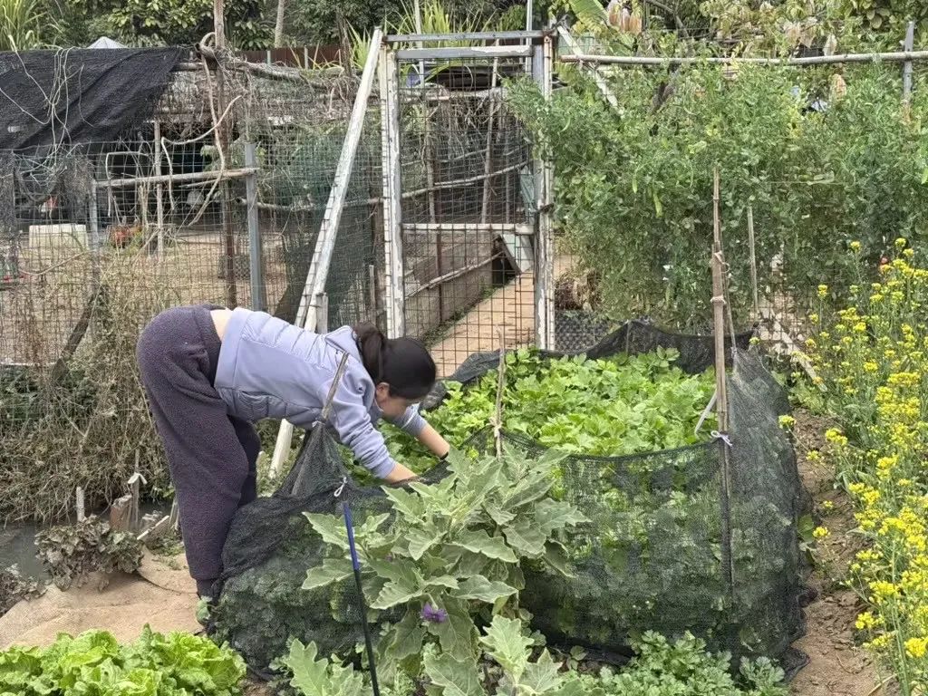 IB满分，康奈尔/UCB/UCLA等6所名校录取！TA用核桃油和植物烘焙“食”进藤校！