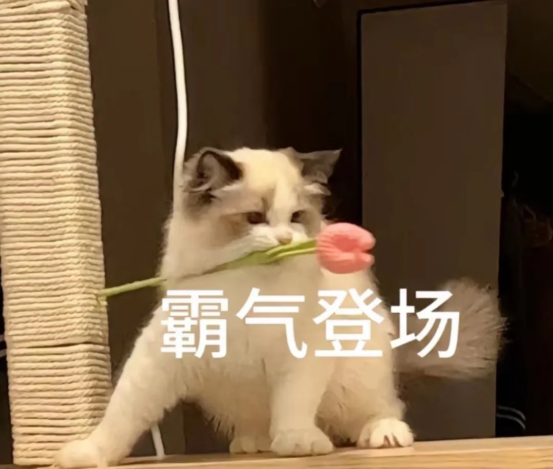 HiMCM数模组队！IMMC一等奖/信竞省一等神仙队友邀你冲击O奖！