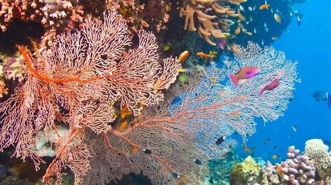 环境科学课题 | 环境污染对野生动物肠道微生物有哪些影响？探索制定环境保护政策和生物多样性保护措施的科学依据！