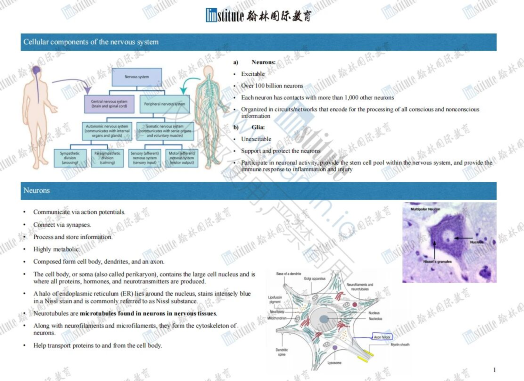 全國第2/8/11/13名！翰林學員斬獲BrainBee腦科學國賽多項高名次！
